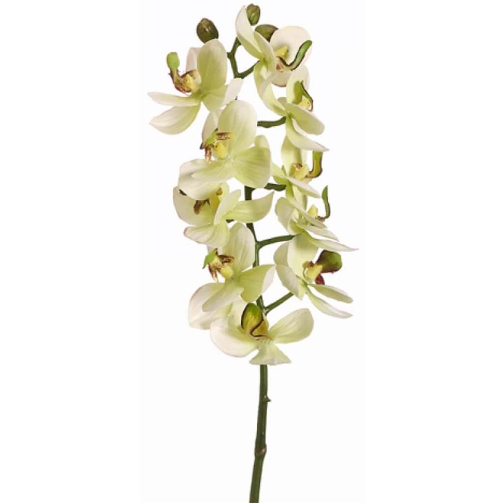 18.5"Sm Phalaenopsis Sp.Gr/Vi 