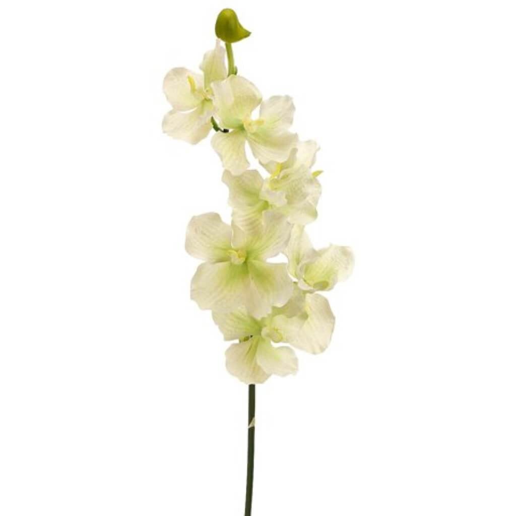 33"Vanda Spray 7F1B Cr/Gr 