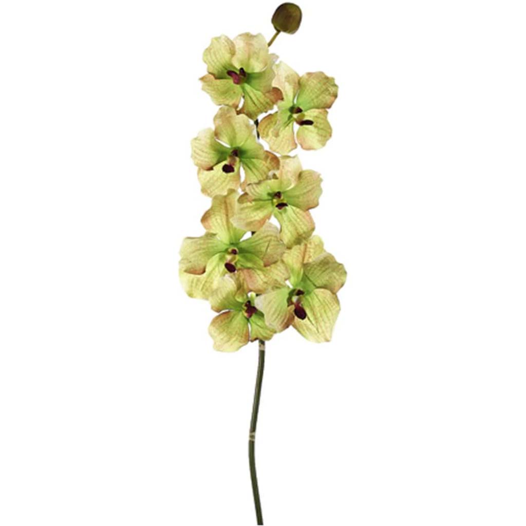 33"Vanda Spray 7F1B Gr/Bu 