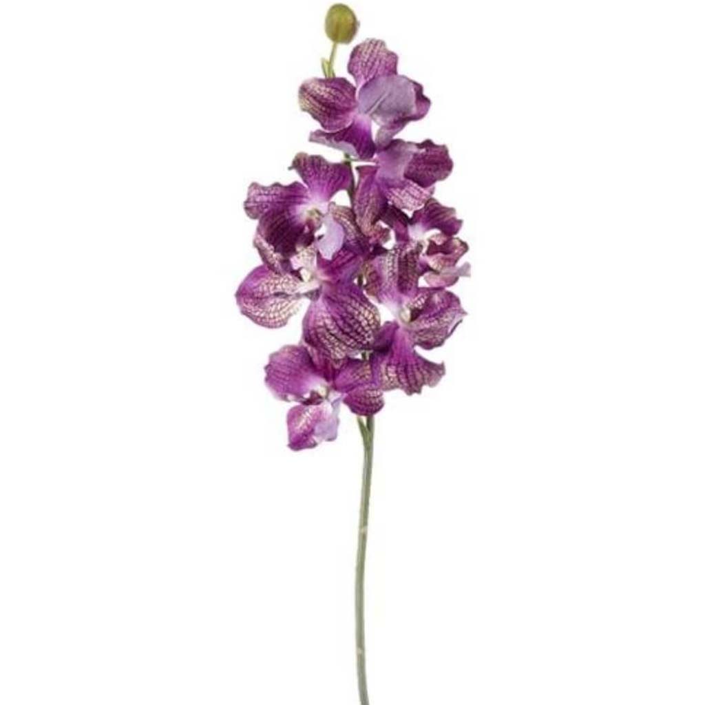 33"Vanda Spray 7F1B Oc 