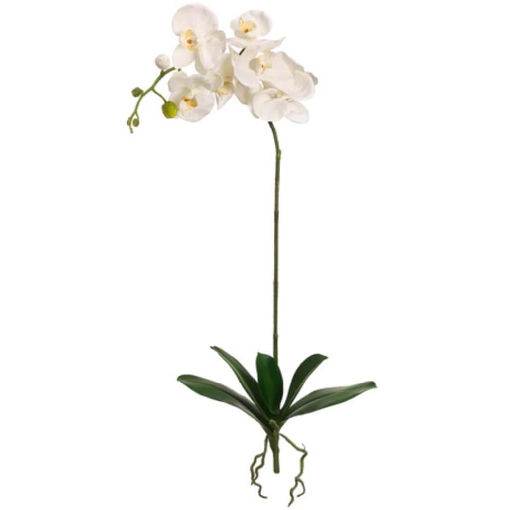 42"Phalaenopsis Plant W/Lf.Cr 