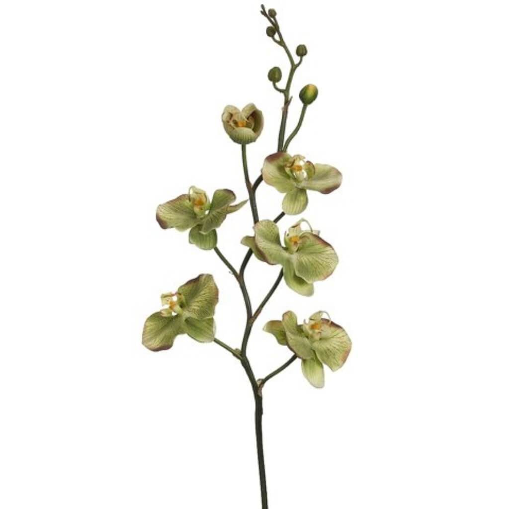 32"Phalaenopsis Spray Gr/Tt 