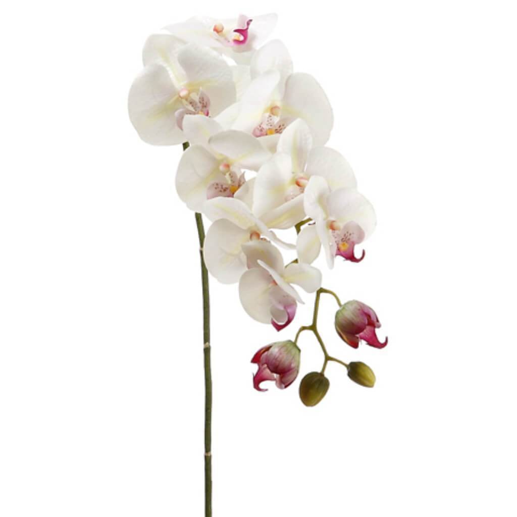 31"Phalaenopsis Sp.8F4B Cr/Rb 