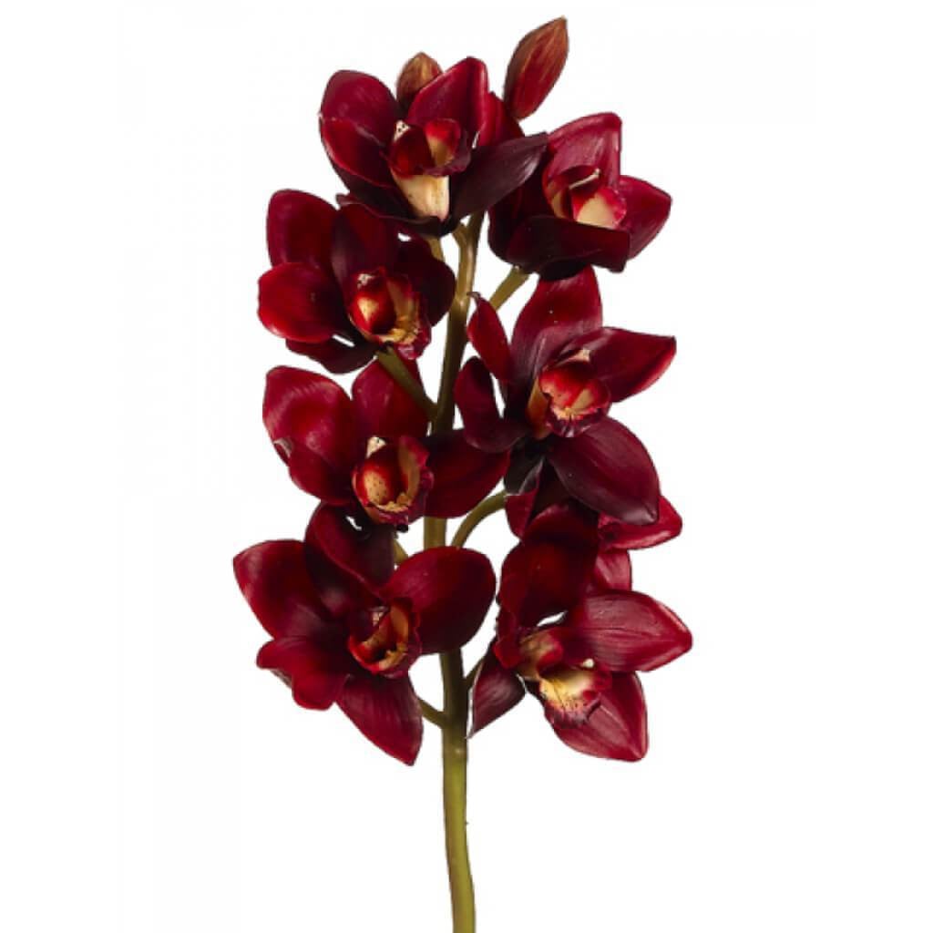 28"Cymbidium Orchid Spray Bu 
