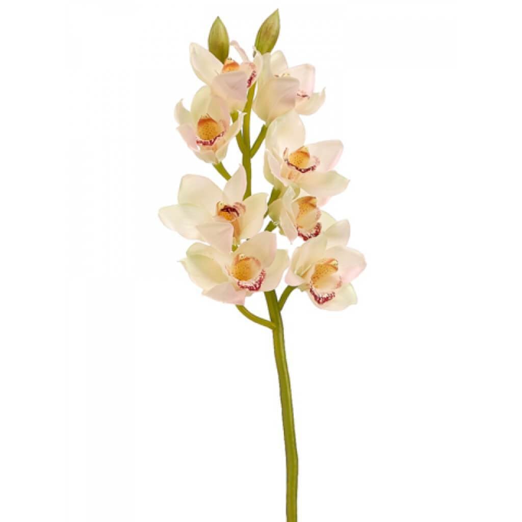 28.5"Cymbidium Orchid Sp.Cr/Bu 