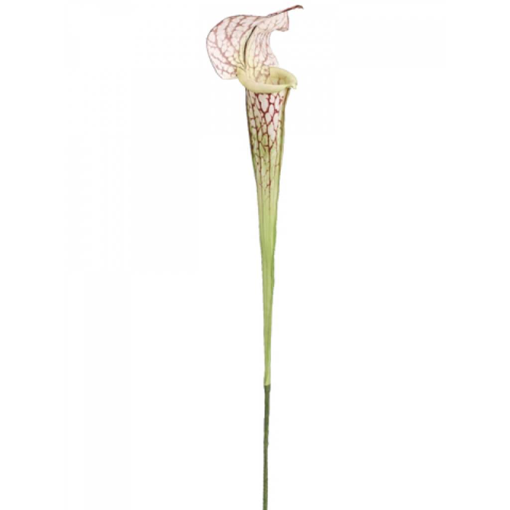 28"Pitcher Plant Spray Cr/Bu 