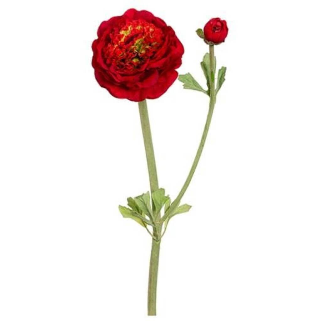 20&quot;Dbl Ruff Ranunculus Sp.Re 