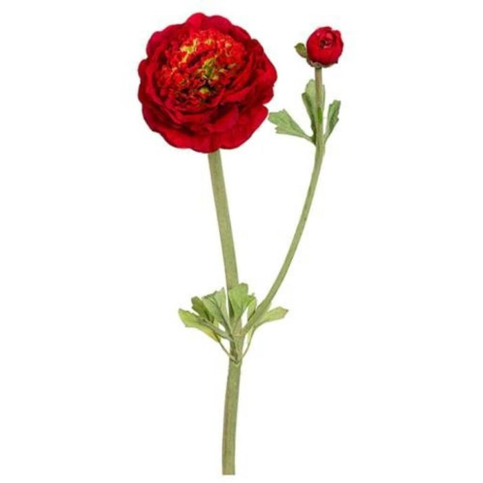 20"Dbl Ruff Ranunculus Sp.Re 