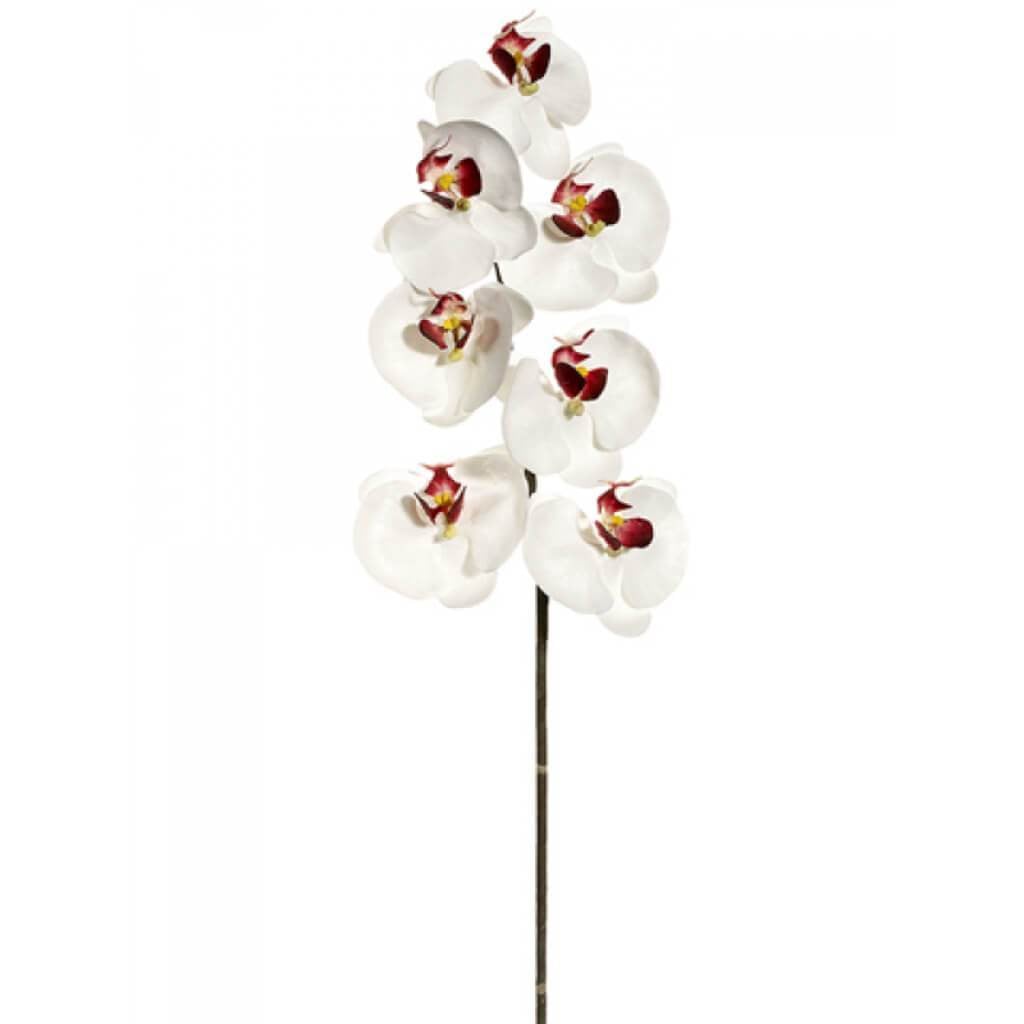 36"Lg Phalaen.Spray 7F Bu/Cr 