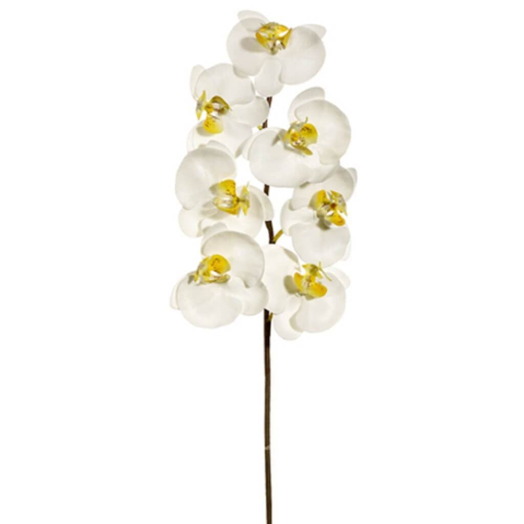 36"Lg Phalaen.Spray 7F Cr/Wh 