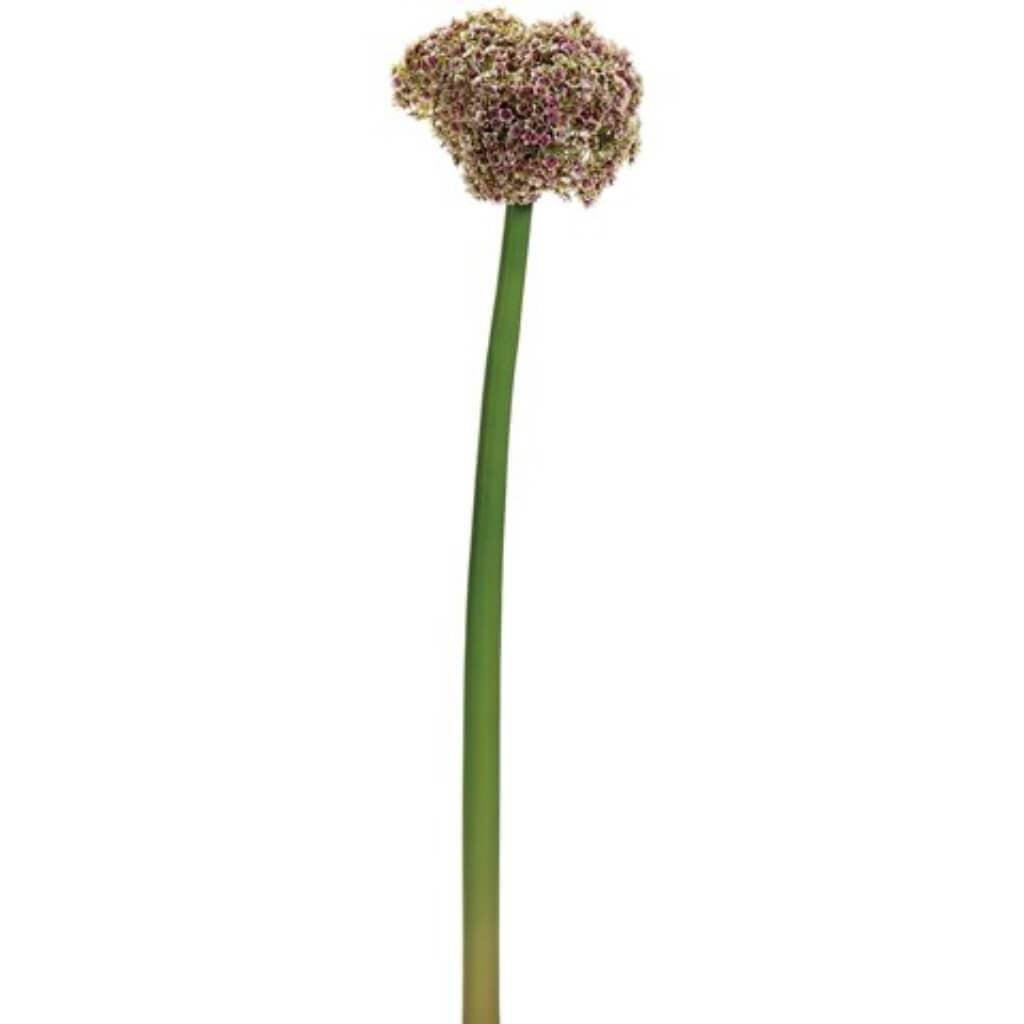 25"Allium Spray Fu/Gr 