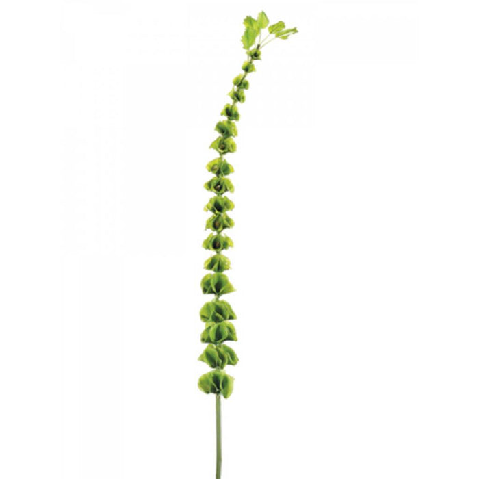 39"Bells Of Ireland Spray Gr 
