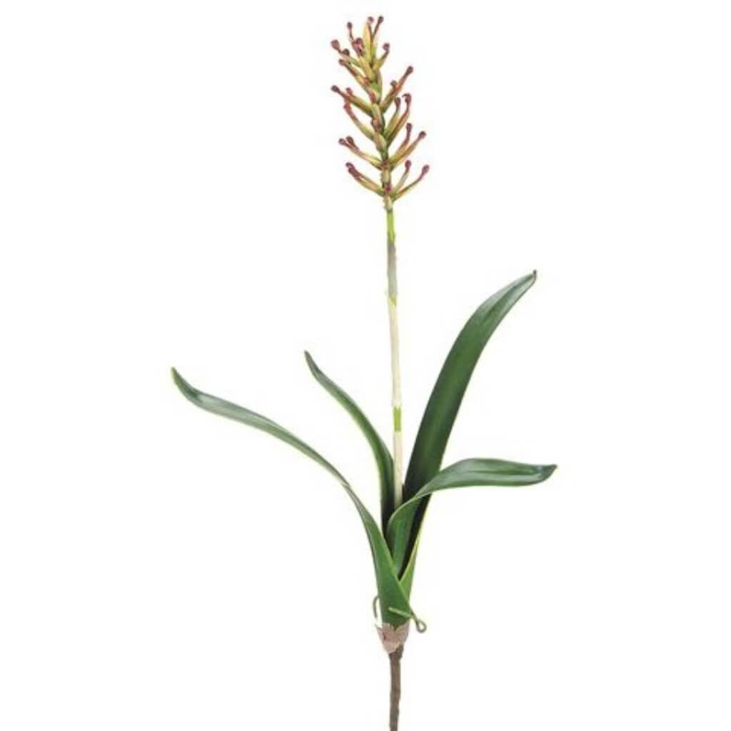 25&quot;Finger Bromelia Plant Bu/Gr 