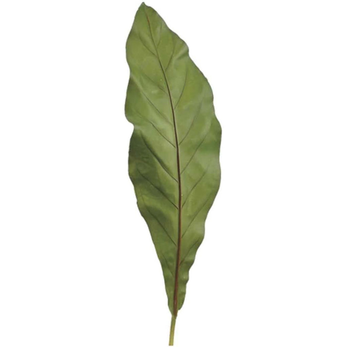 25"Bird'S Nest Fern Leaf Sp.Gr 
