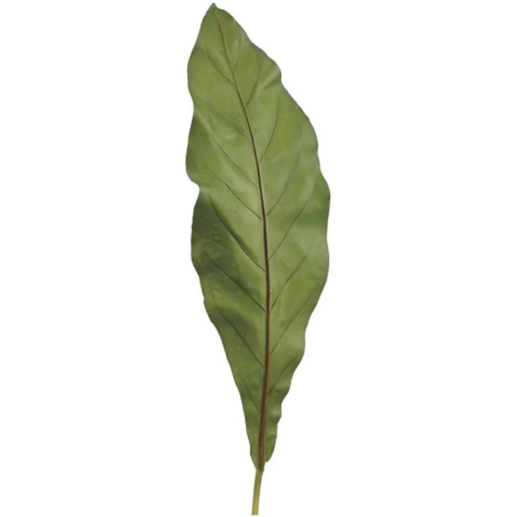 25"Bird'S Nest Fern Leaf Sp.Gr 
