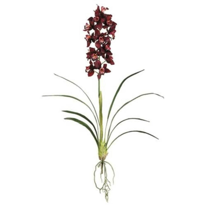 40"Cymbidium Plant W/Lvs. Bu 