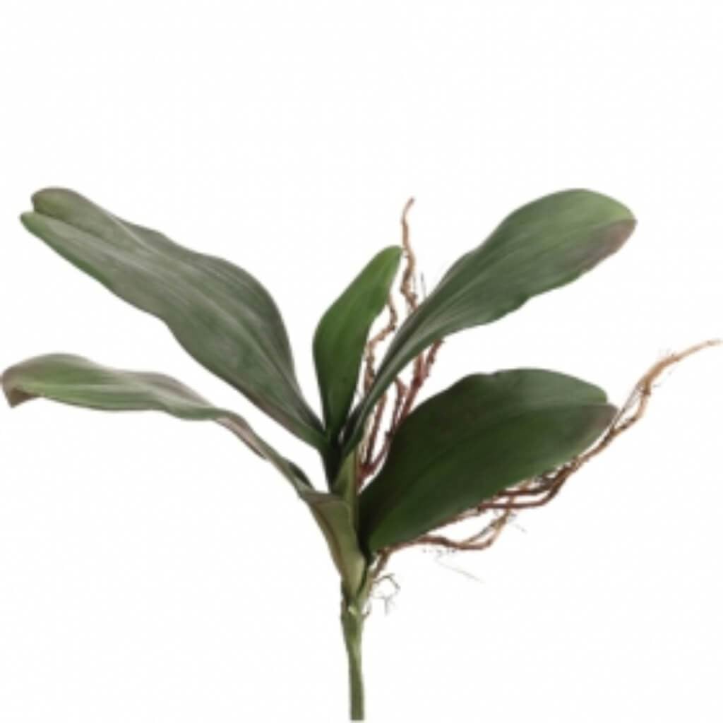 14"Phalaenopsis Leaf Sp. Gr 