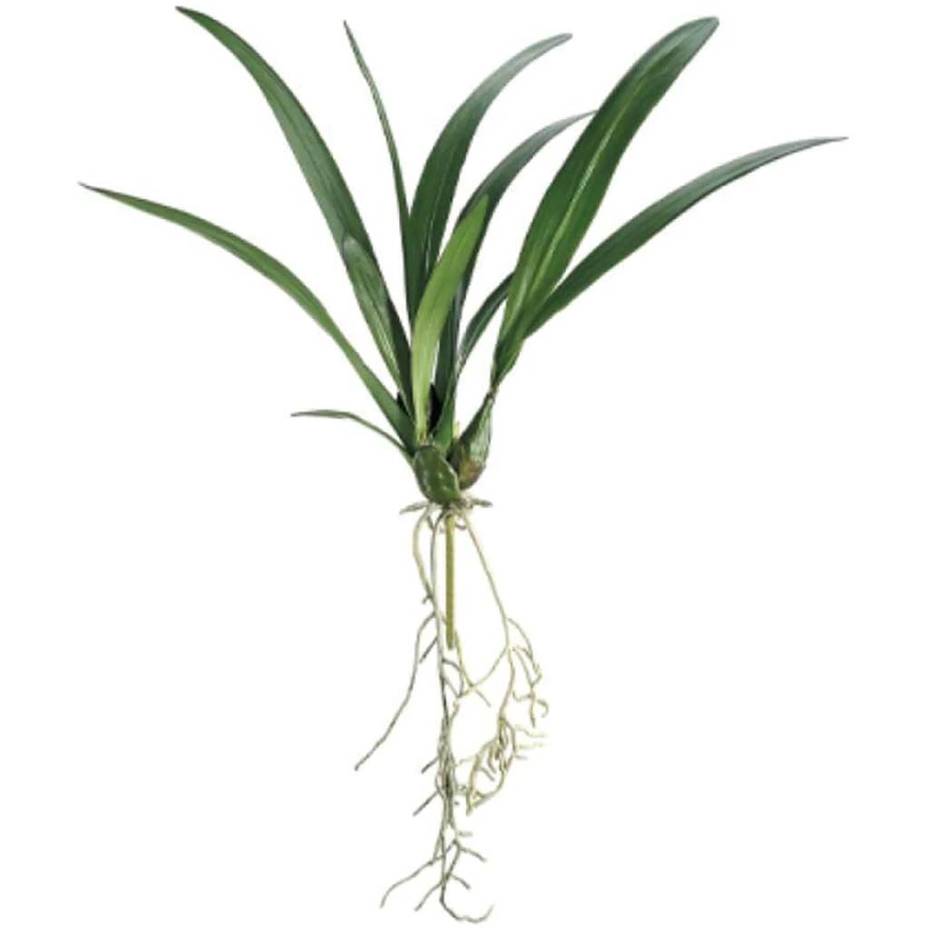 24"Oncidium Leaf Pl.X3 11L Gr 