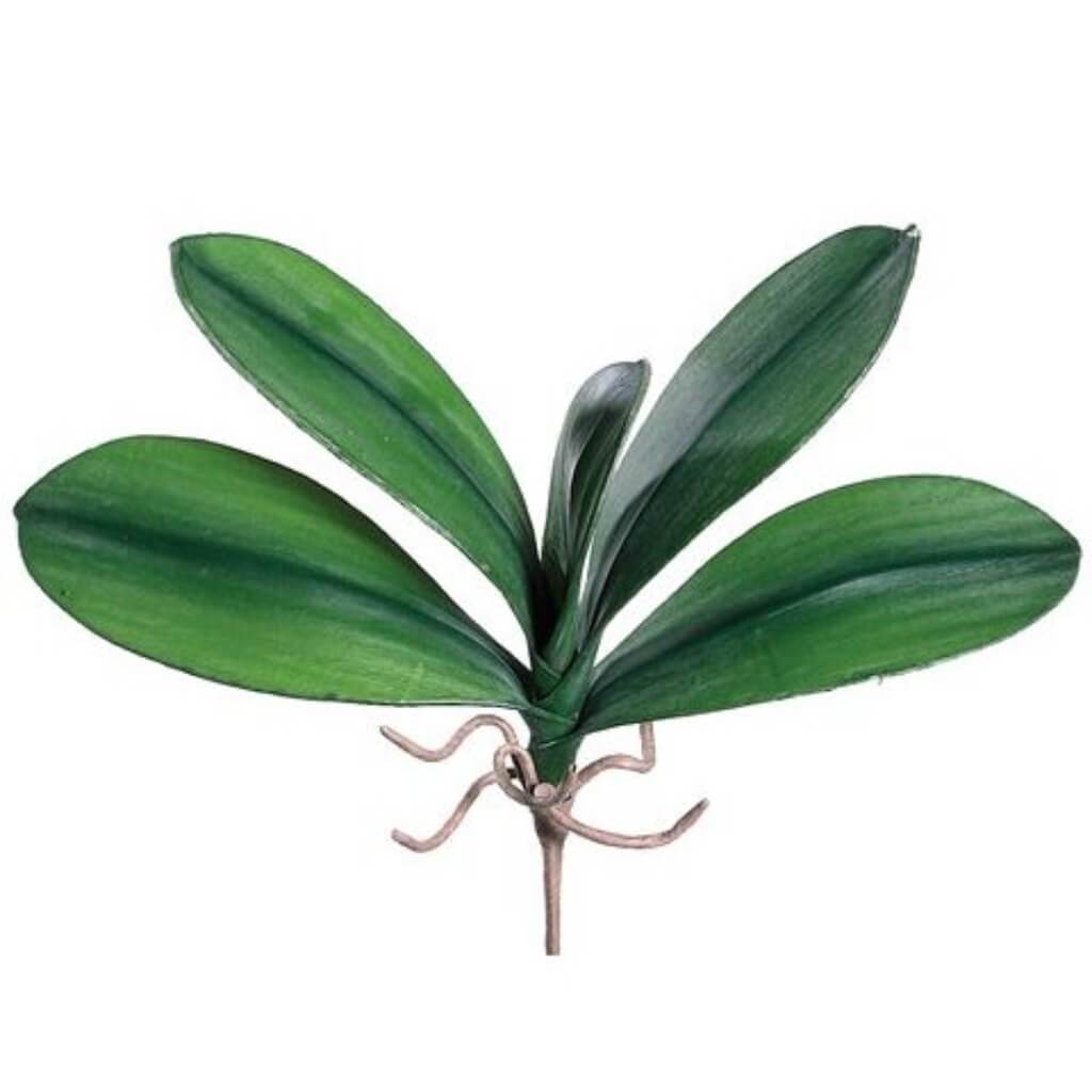 10.5"Md Phalaenopsis Lf.Pl. 