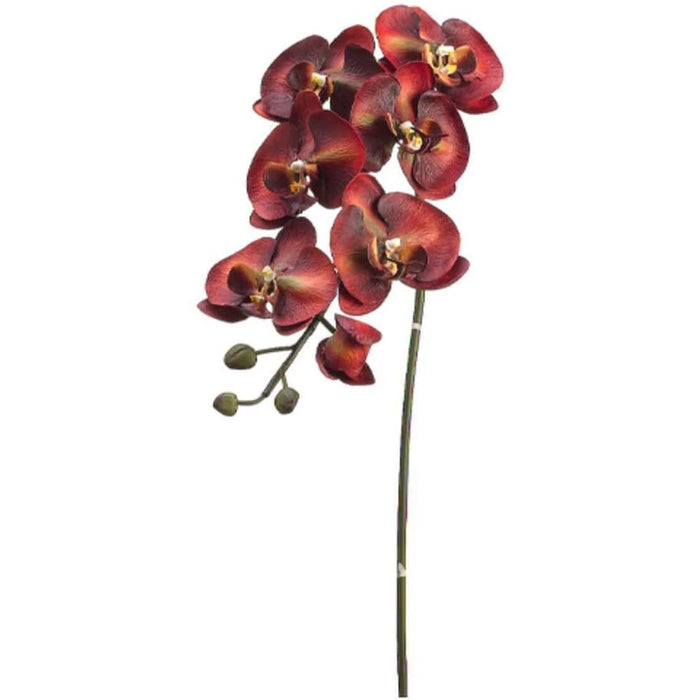 36"Lg Phalaenopsis Sp.6F3B 