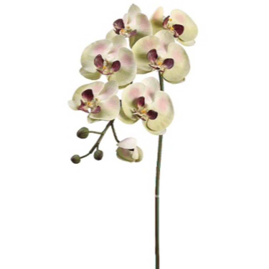 36"Lg Phalaenopsis Sp.6B3B 
