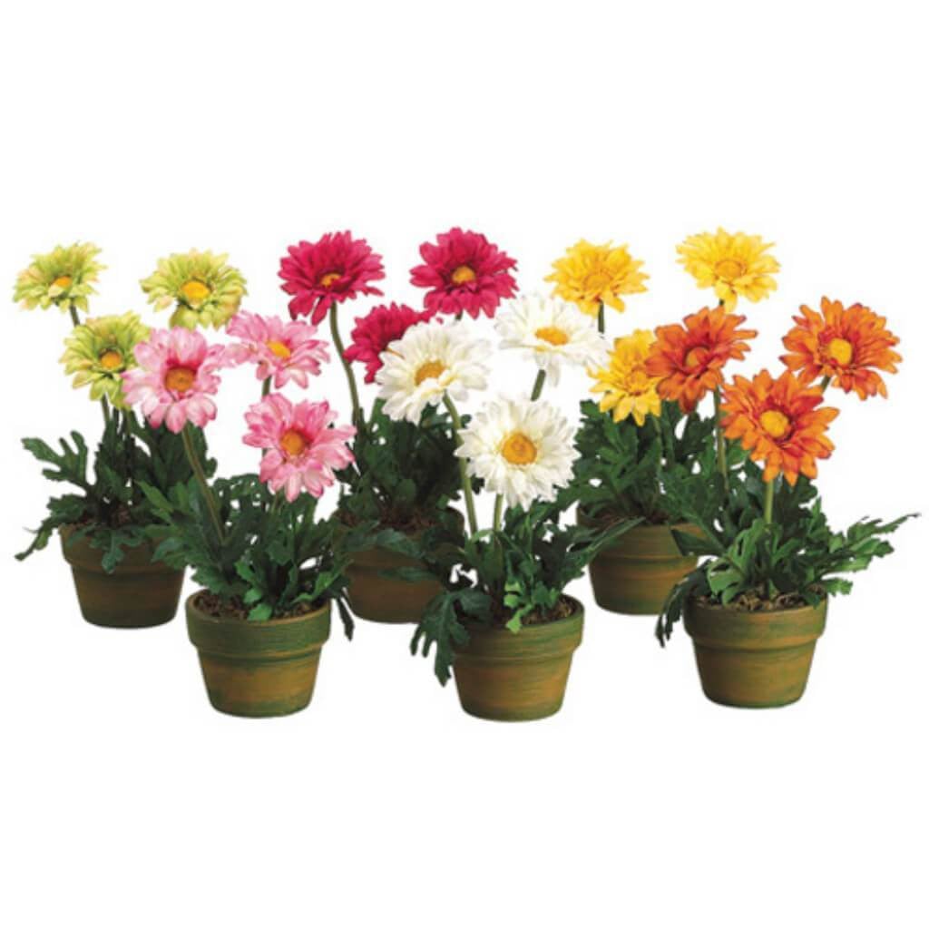 10"Gerbera Daisy(P)(6Clr/Ast) 