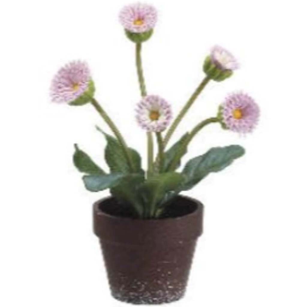 8"Calendula (P)Pk 