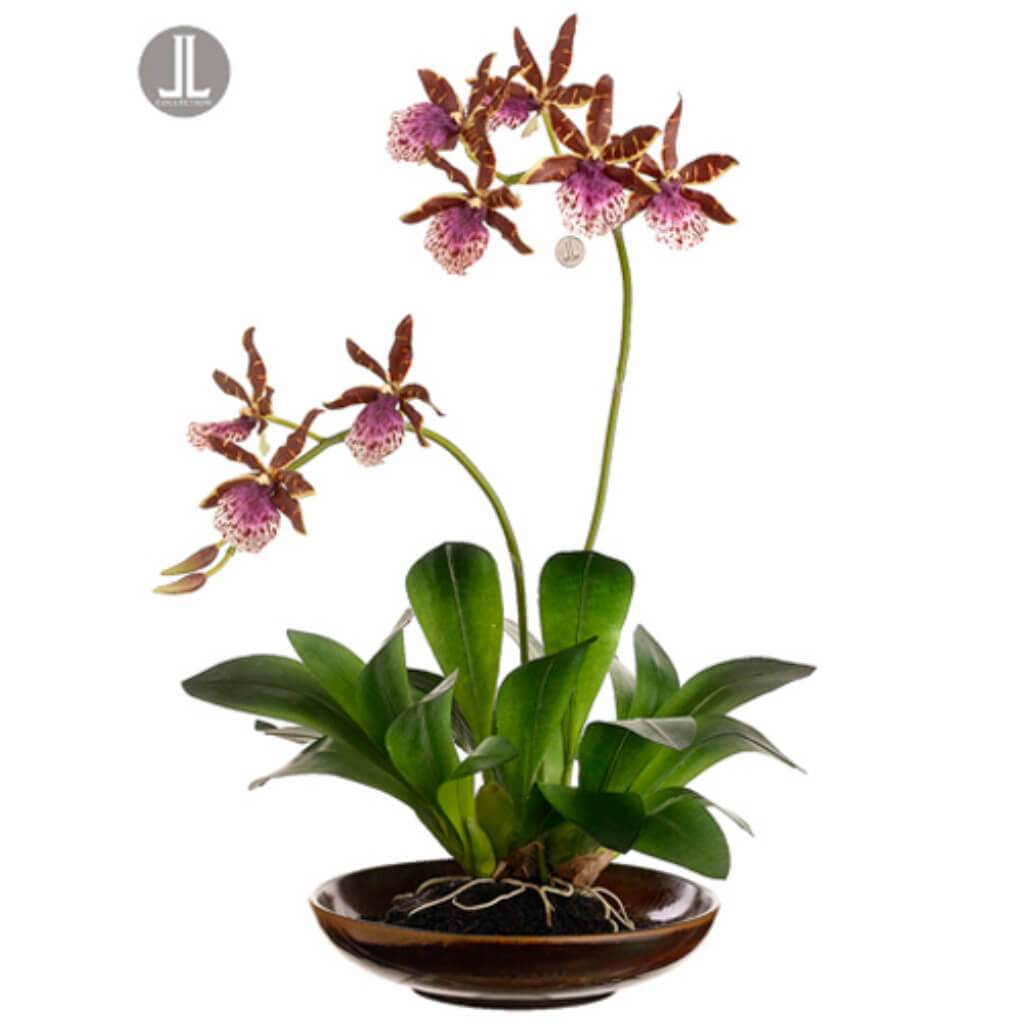 14"Zycopettalum Plant (P)Gr/Pu 