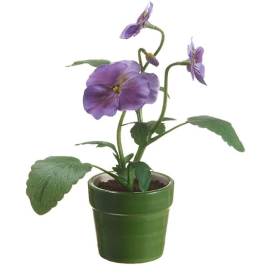 8.25"Pansy In T/C Pot Pu/Lv 