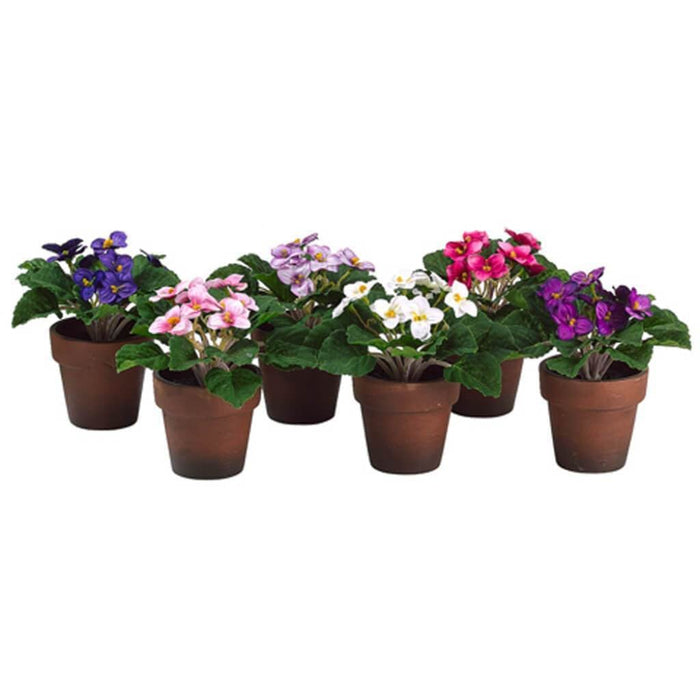 6"Asst African Violet(P)(6/Ast 