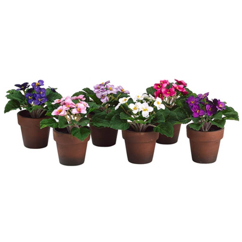 6"Asst African Violet(P)(6/Ast 
