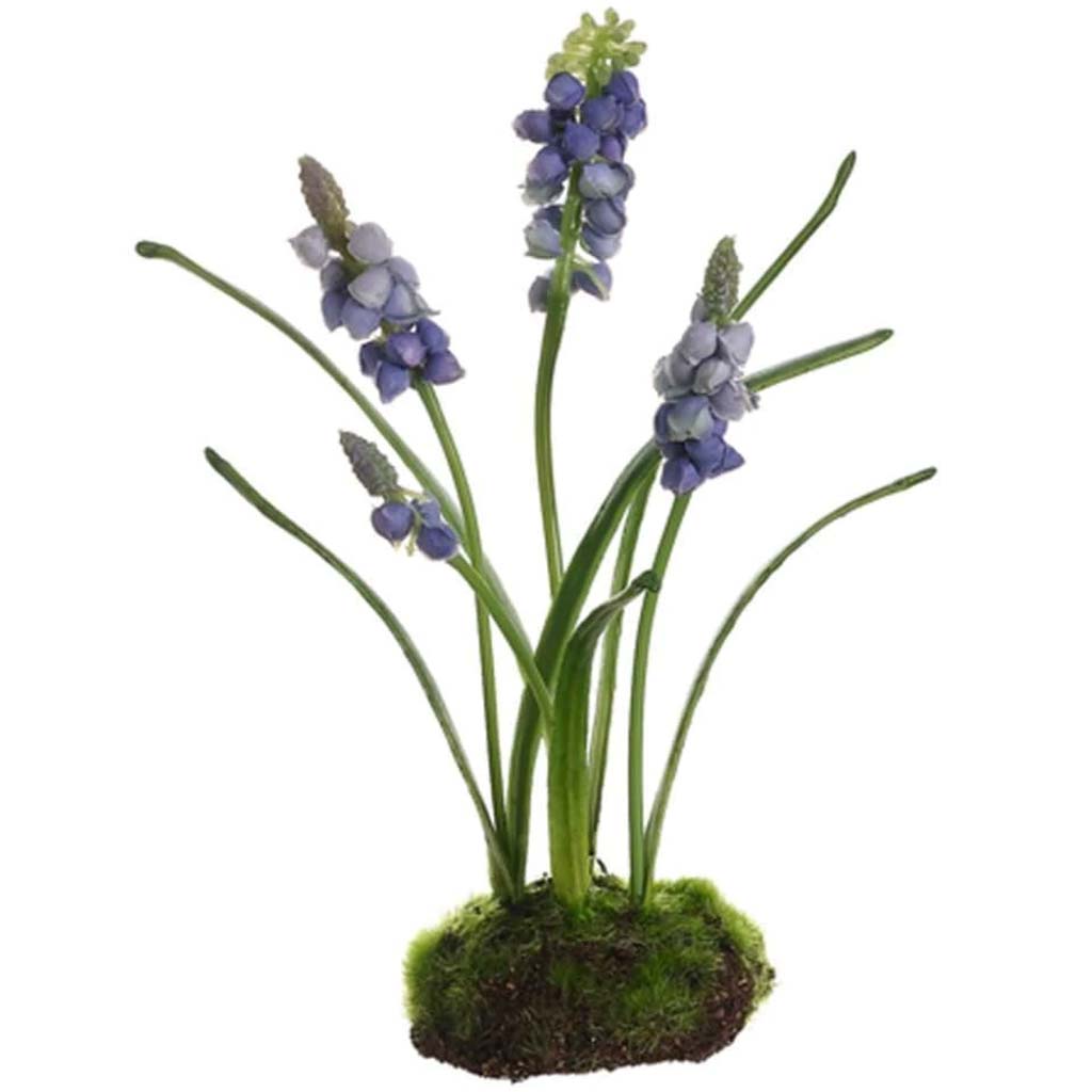 7.5&quot;Muscari W/Soil &amp; Moss Bl 