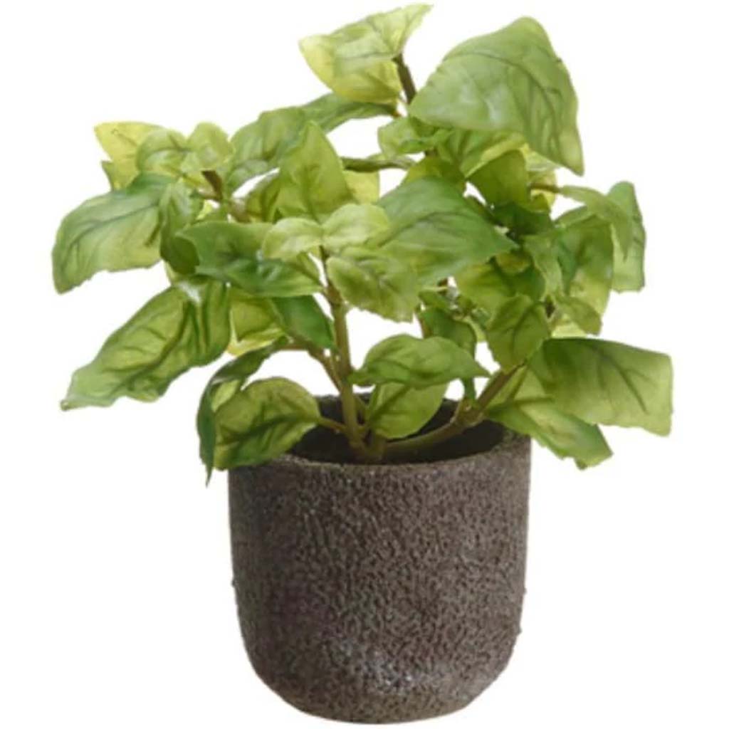 7.5&quot;Basil In Cement Pot Gr 