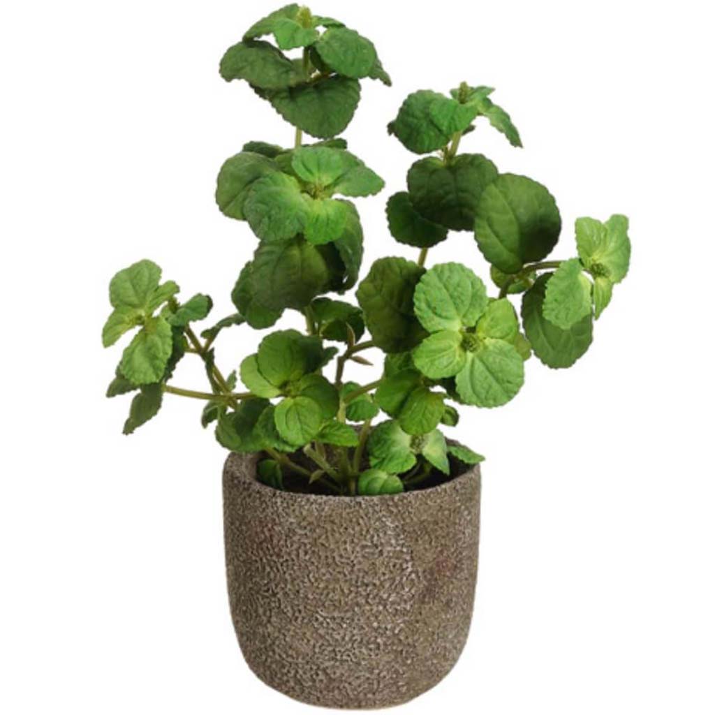 12&quot;Mint In Cement Pot Gr 