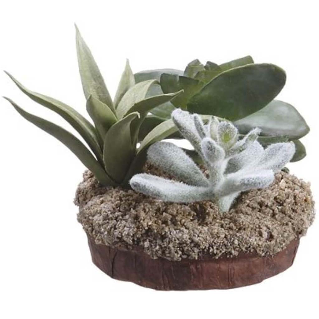 6"Mx Succulent Garden W/Soil 