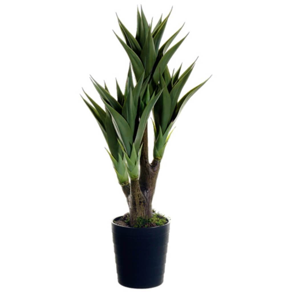 40"Agave Attenuata Plant X4(P) 