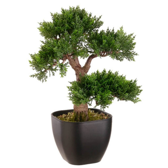 15"Cedar Bonsai Tree 115L(P)Gr 