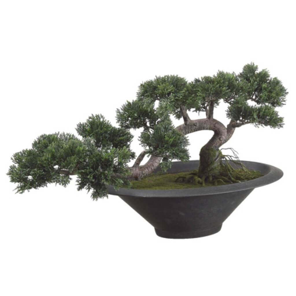 14H20&quot;L Tra.Cedar Bonsai(P)Gr 