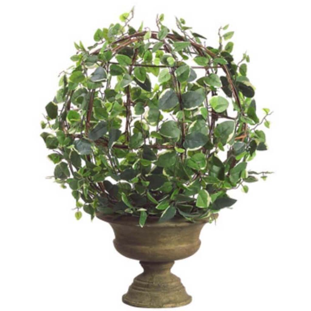 19H14"D Ficus Primula Ball(P) 