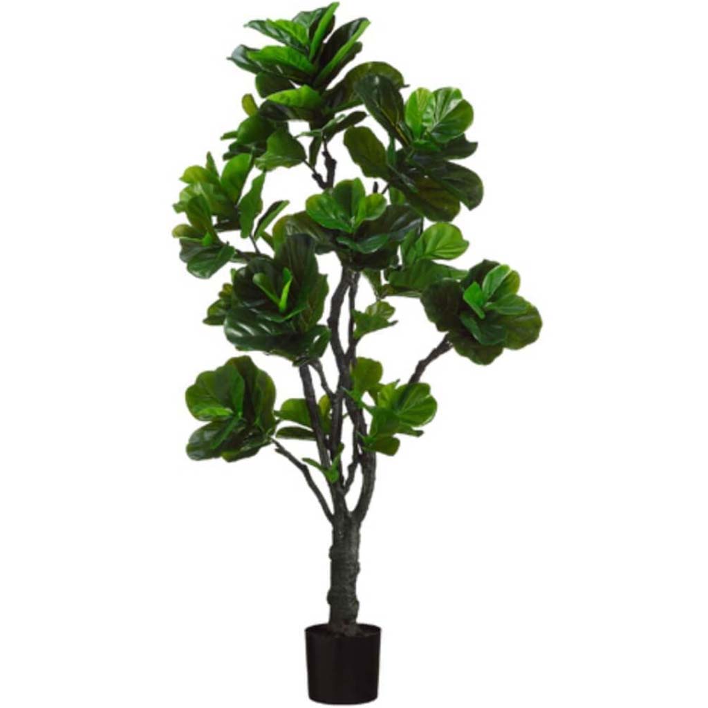 6'Eva Fiddle Plant(P)144L Gr 