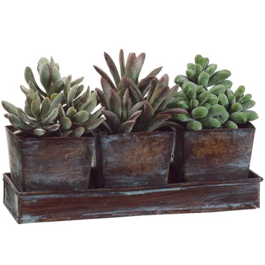 5.5H3W8.25"L Succu.(P)X3W/Tray 