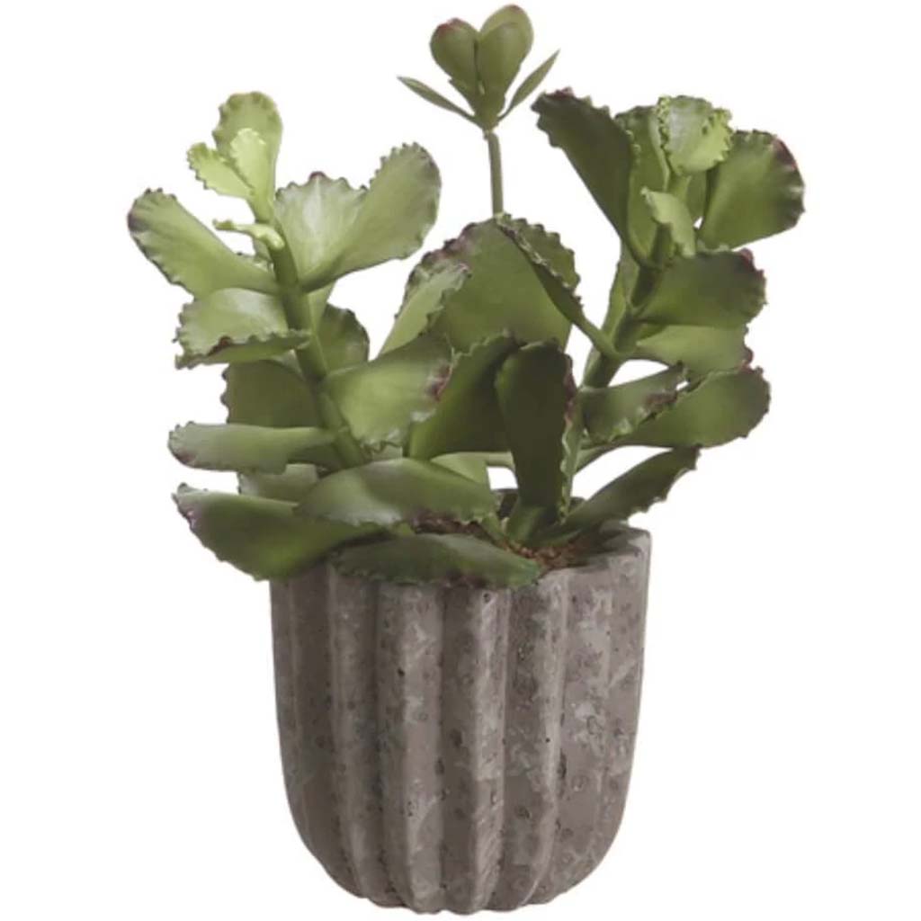 10"Kalanchoe In Cement Pot 