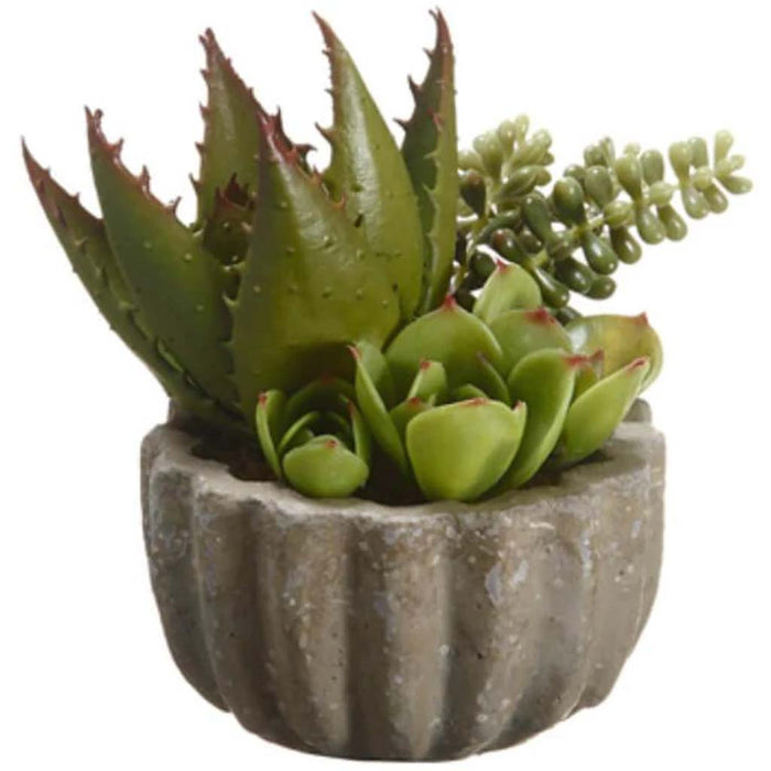 5.5"Succulent Garden(P) Gr/Bu 