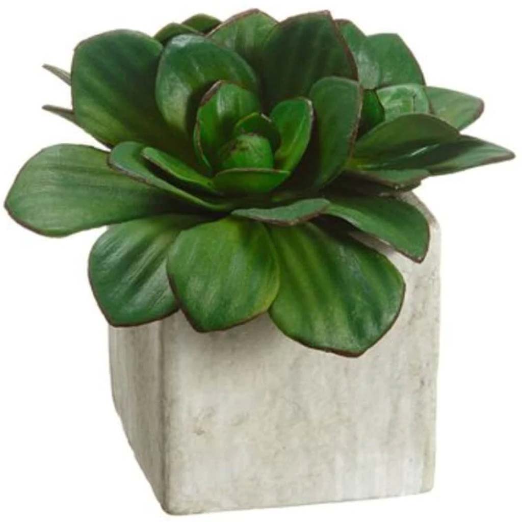 5"Echeveria In Pap.Mache Pot 
