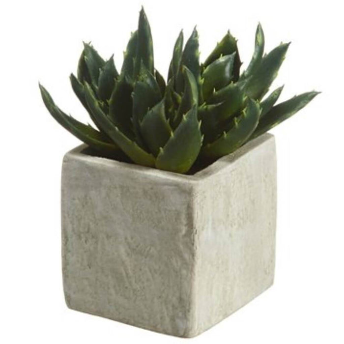 5"Aloe Plant In Pap.Mache Pot 