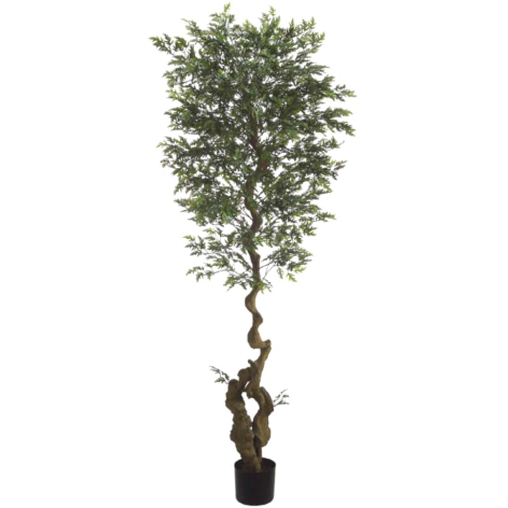 6&#39;Curved Ming Aralia Tree(P)Gr 