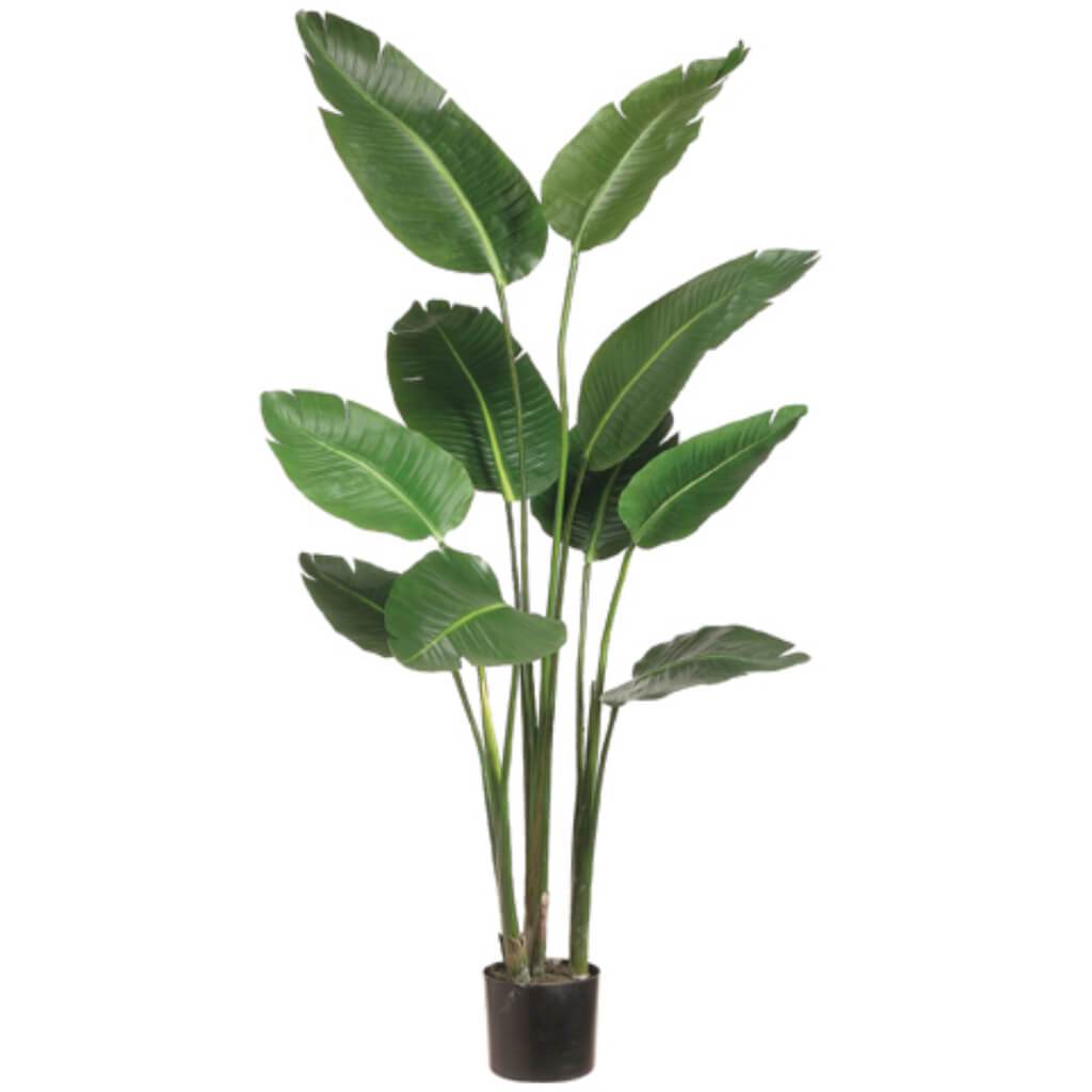 5'Bird Of Paradise Plant(P)Gr 