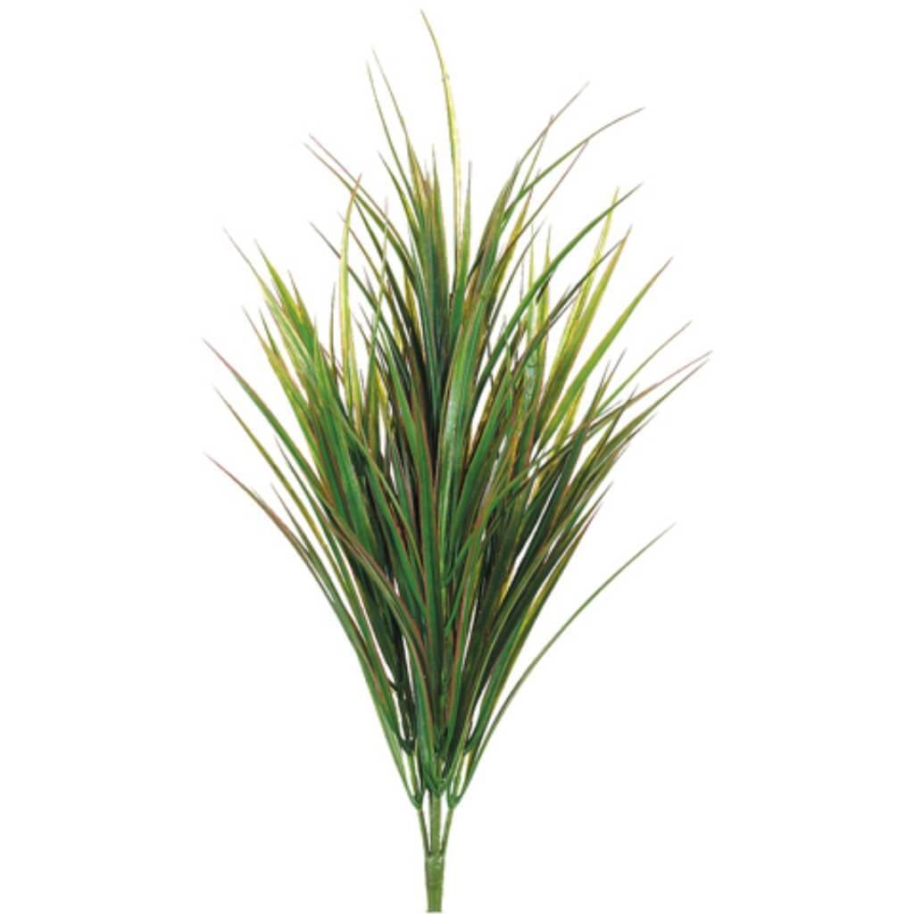 33"Dracaena Bush 145L Gr/Re 