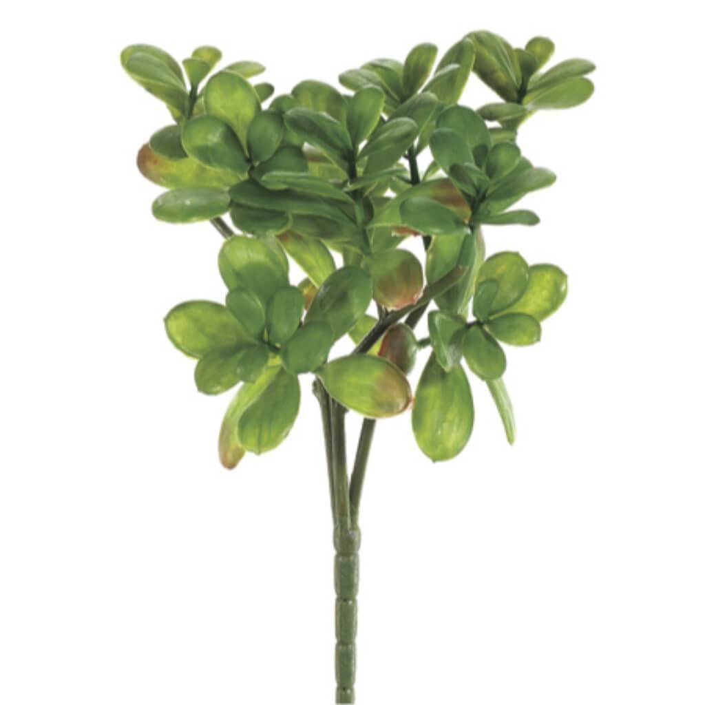 12&quot;Jade Plant Bush X3 Gr 