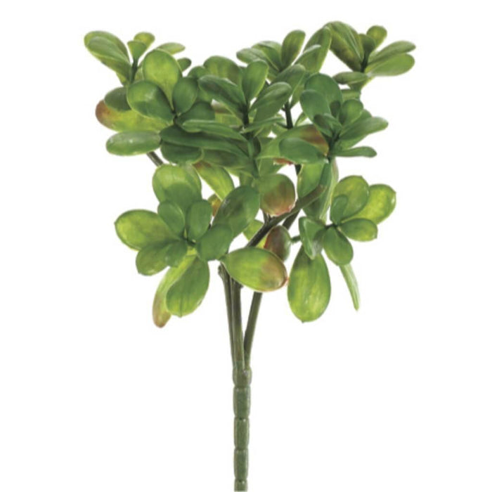 12"Jade Plant Bush X3 Gr 